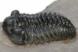 Very Nice Acastoides Trilobite - Foum Zguid, Morocco #222454-1
